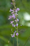 Nakedflower ticktrefoil